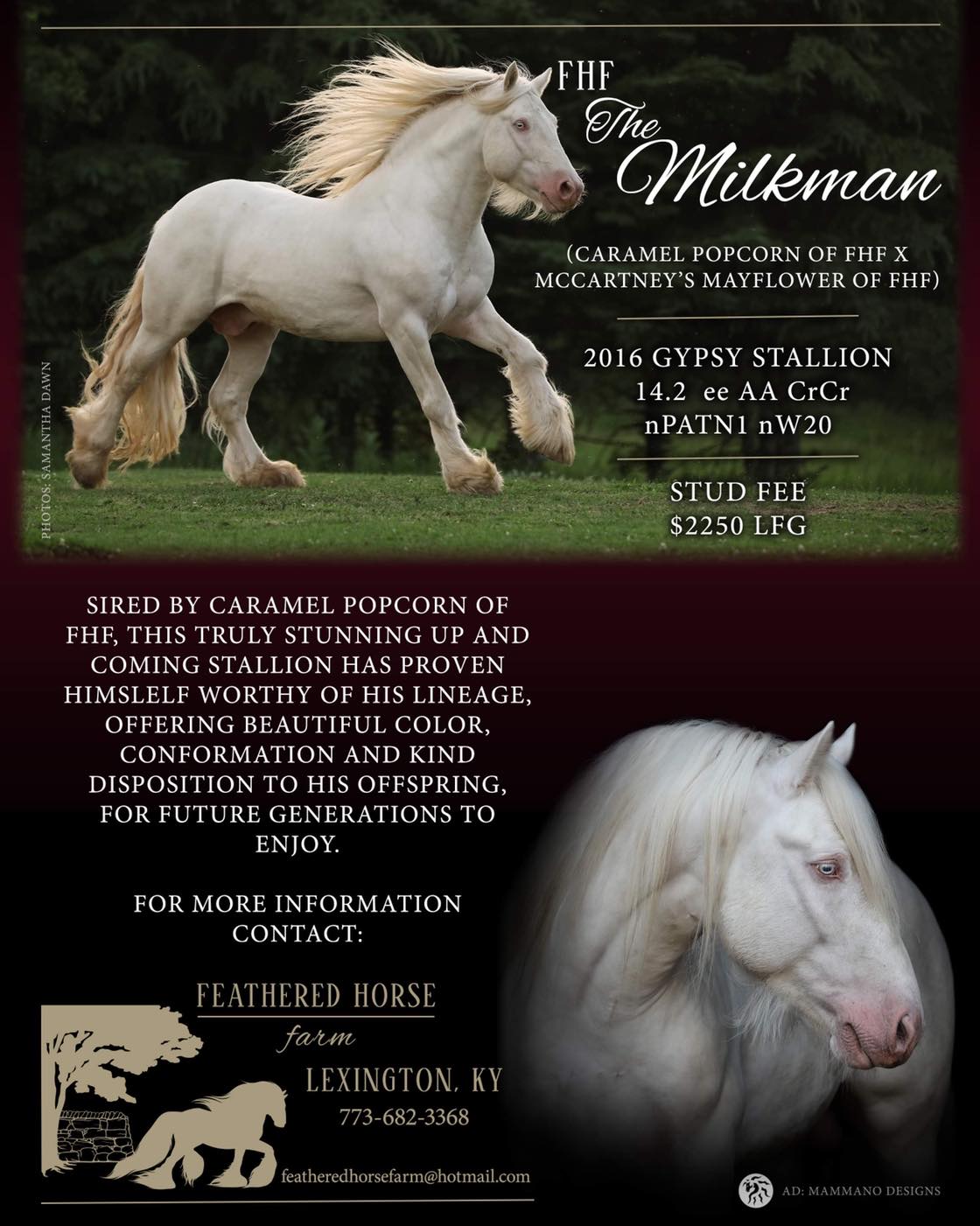 Cremello Gypsy Stallion - FHF THE MILKMAN